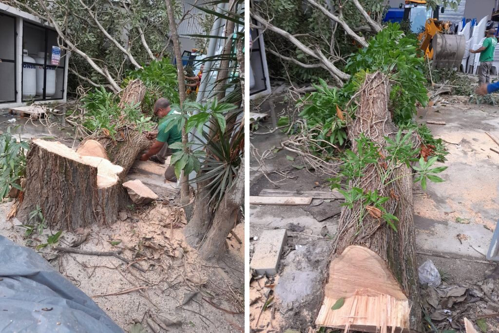 Corte de ipê-rosa revolta moradores que cobram explicações da Prefeitura de Vila Velha